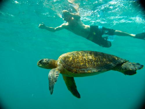 Swimming With Turtles in the Galapagos Islands