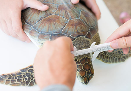 measuring-turtle-bvi
