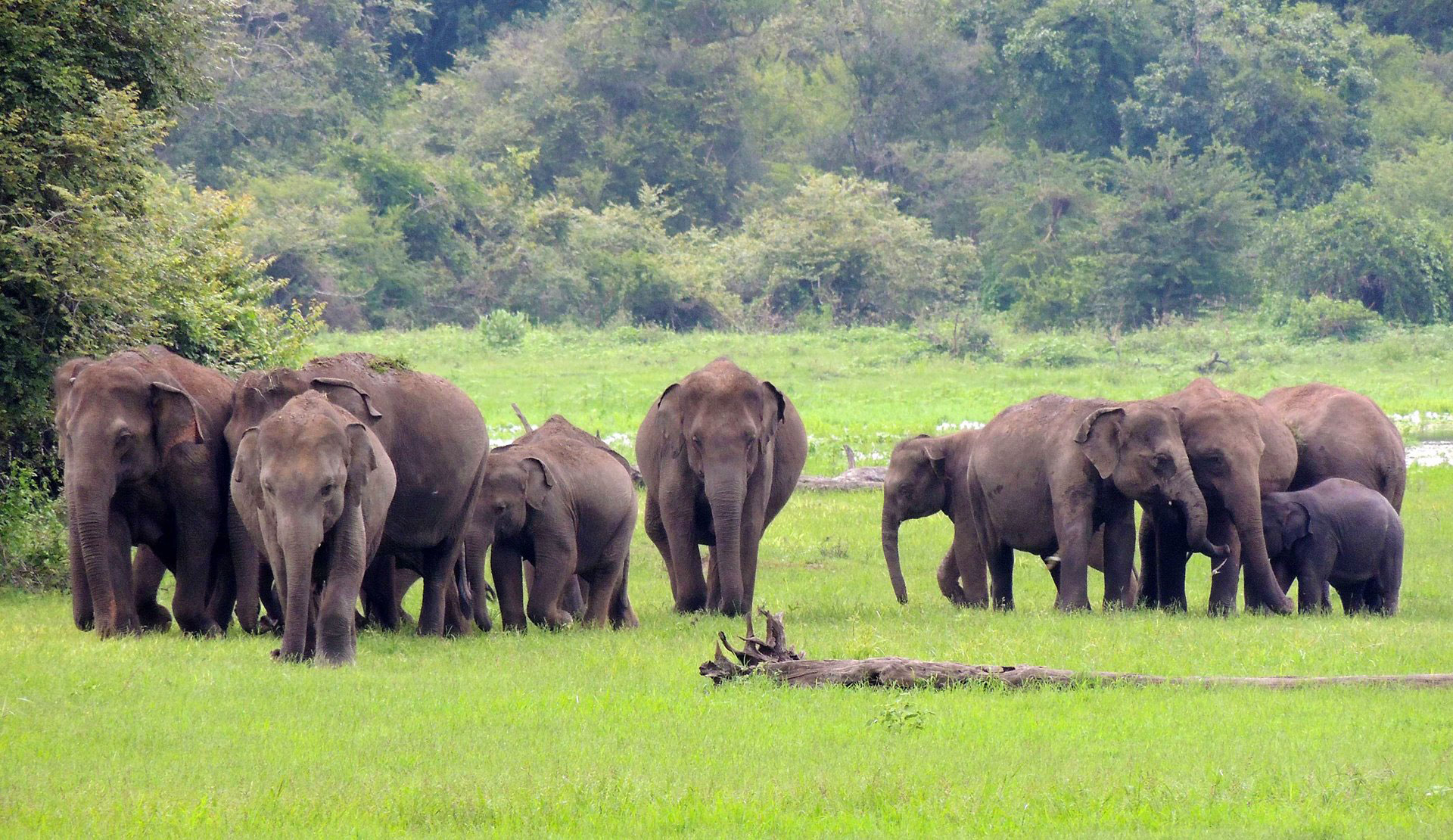 Elephant Herd